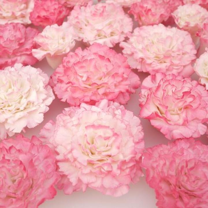 Produktbild Sugarcraft Easiest Carnation Ever