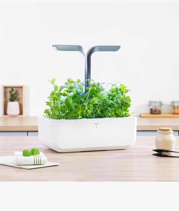 Actual product image Véritable Moroccan mint (Plant seeds)