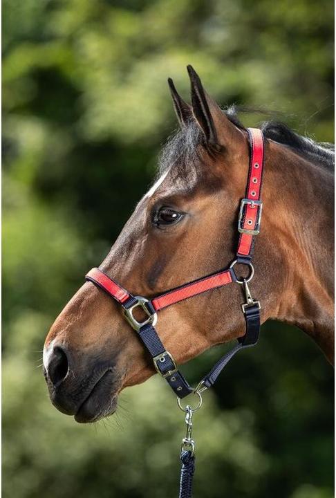 Actual product image HFI Master Halter for horse