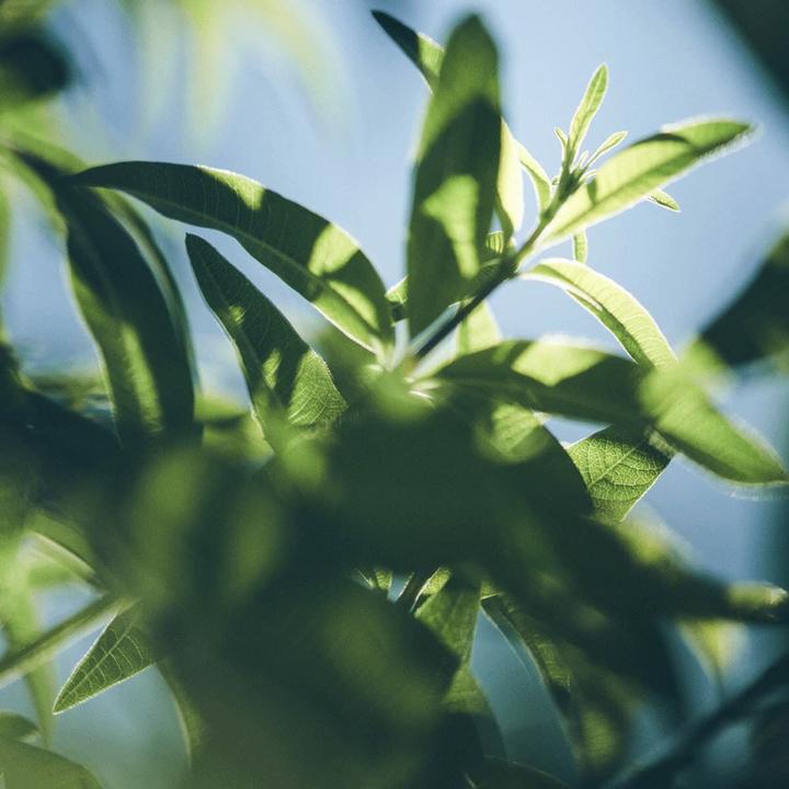 Image du produit L'Occitane Gel douche au citron Verbena - Recharge (500 ml)