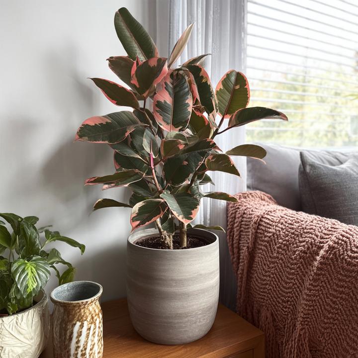 Produktbild Plant in a Box Ficus Elastica Belize - Gummibaum (75 cm)