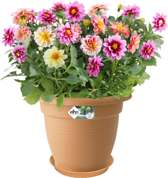 Immagine prodotto Elho Pp