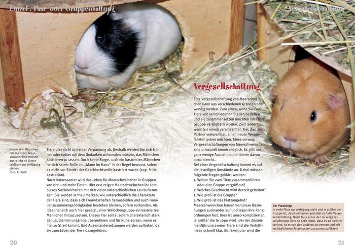 Produktbild Meerschweinchen (Deutsch, Christian Koch, 2023)
