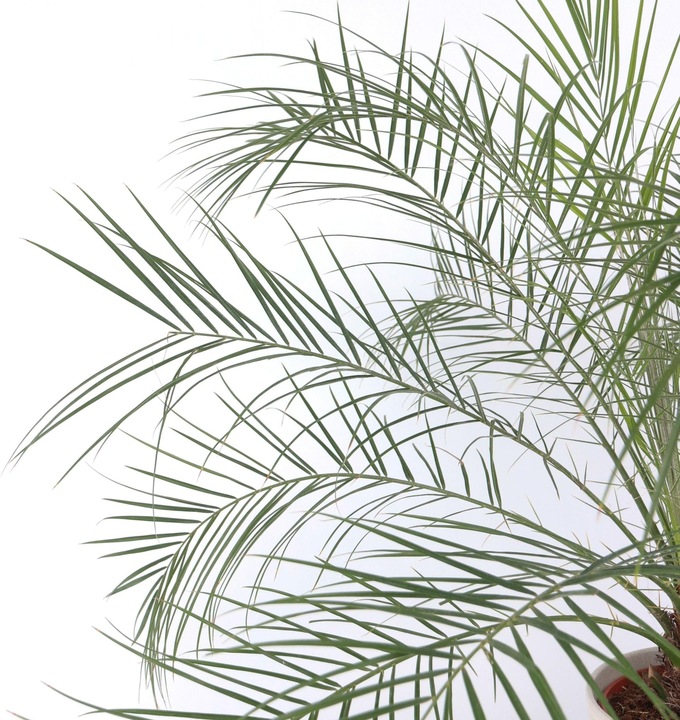 Immagine prodotto Plant in a Box Phoenix roebelenii - Palma da dattero nana (80 cm)