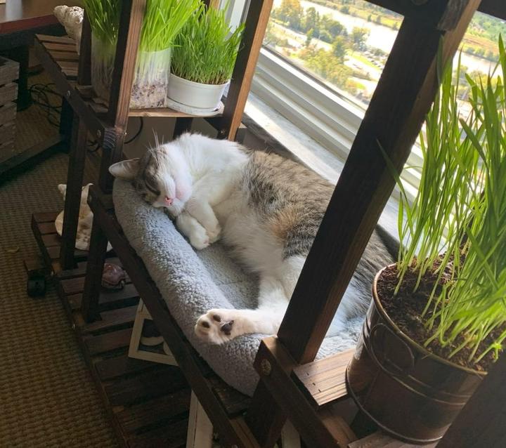 Produktbild Enjoying Katzenbett (Katze)