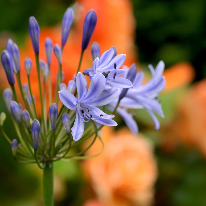 Produktbild Plant in a Box Agapanthus - 6er Set (10 cm)