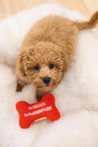 Immagine prodotto Beeztees Ossa di Natale (Cane di peluche)