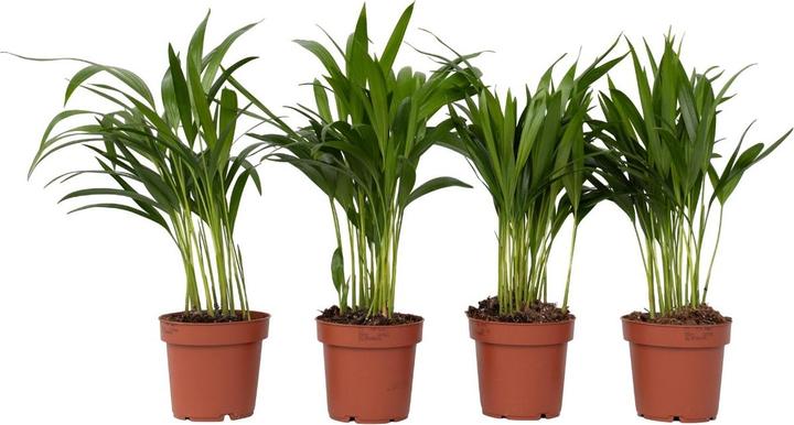 Actual product image Plant in a Box Dypsis Lutescens - Set of 4 Areca Gold Fruit Palm (30 cm)