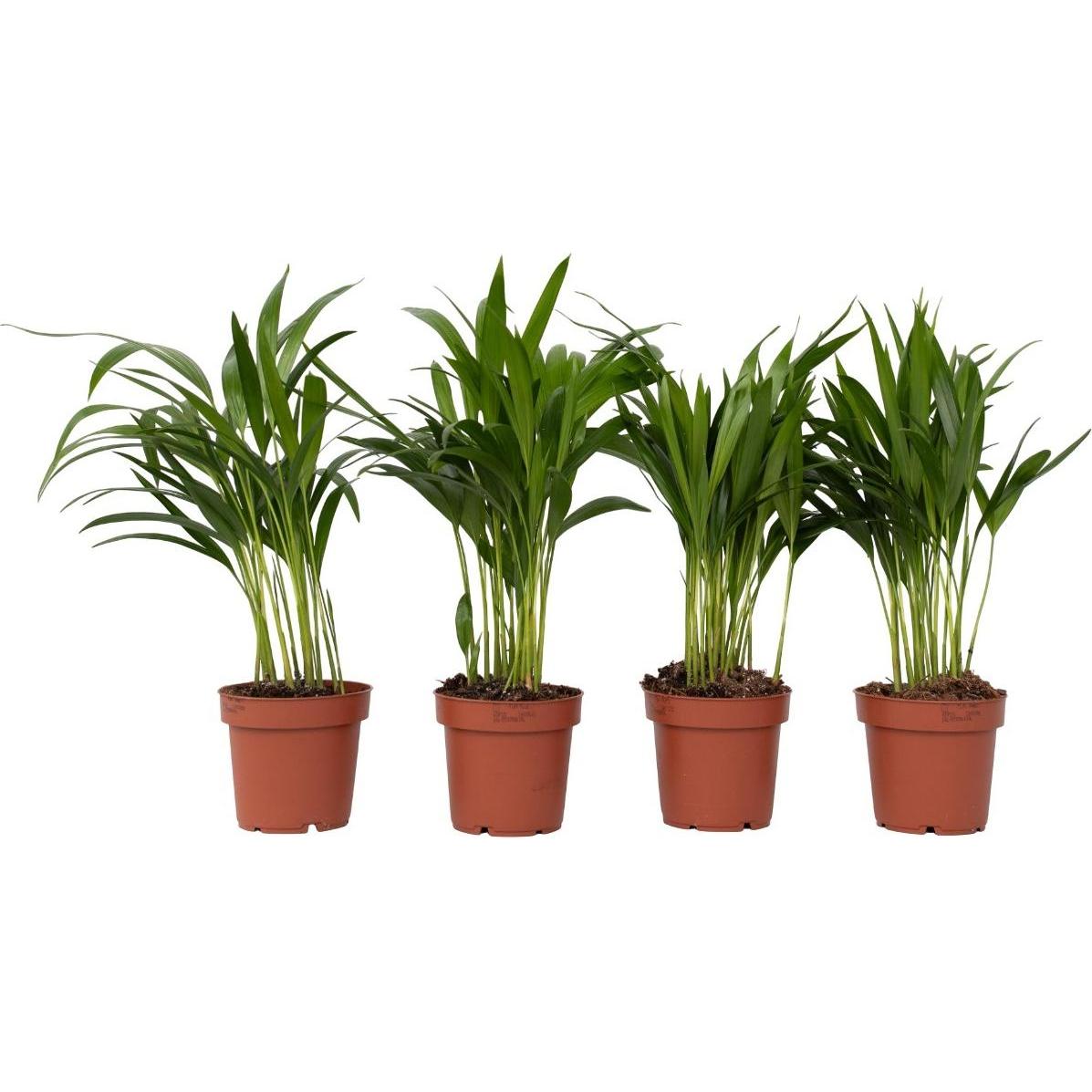Plant in a Box, Pflanzen, Dypsis Lutescens - 4er Set Areca Goldfruchtpalme (30 cm)