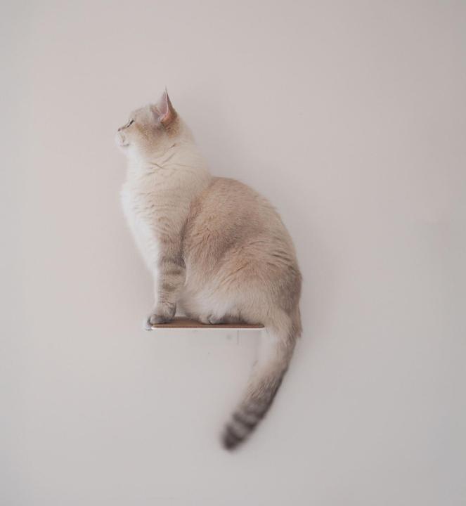 Image du produit LucyBalu STEPS Katzentreppe (Chat)