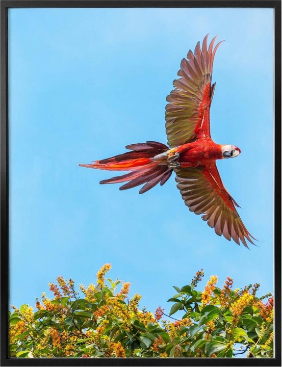 Image du produit Trenddeko Colombo - Perroquet en vol (50 x 60 cm)