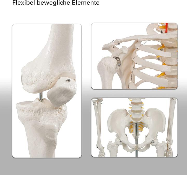 Image du produit Togu Squelette d'écolier 178 cm