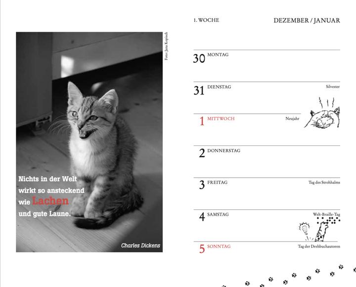 Actual product image Cats pocket calendar 2025 (9.5 x 15 cm, 1 month / 1 page)