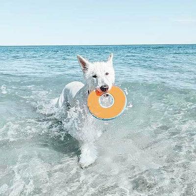 Actual product image Chuckit! Chuckit Zipflight small (Litter toy dog)
