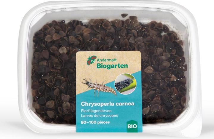 Andermatt Biogarten Larves de chrysope 80 - 100 pièces
