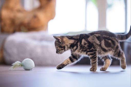 Immagine prodotto Beeztees Gatto giocattolo palla + molla Rizo