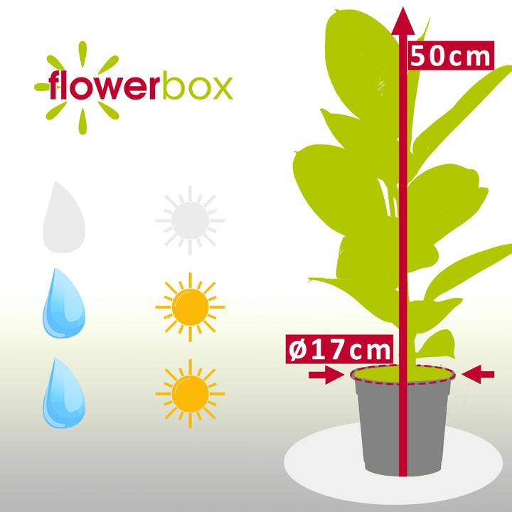 Actual product image Flowerbox Rubber tree - Ficus elastica Robusta (50 cm)