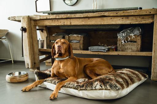 Produktbild Designed by Lotte Virante (XL, Hund, Spazieren)