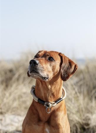 Produktbild Trixie BE NORDIC Zug-Stopp-Halsband L, 50 cm, Sand/Schwarz (L, Hund, Allgemein)