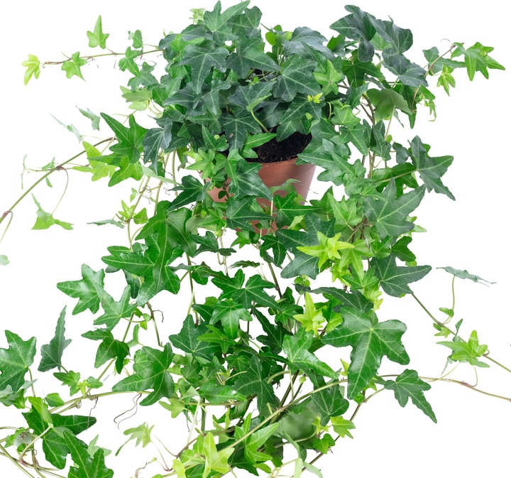 Immagine prodotto Flowerbox Gemeiner Efeu- Hedera helix (20 cm)