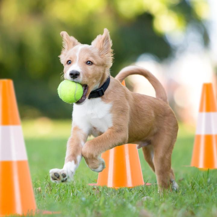 Produktbild Relaxdays 24x Pylone