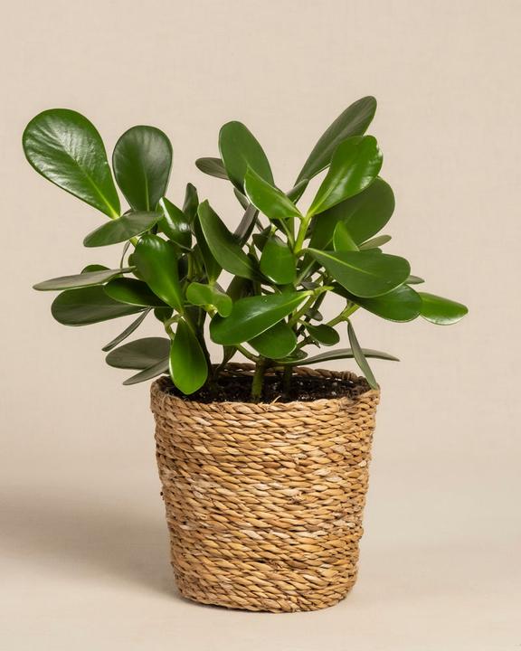 Produktbild feey Clusia rosea 'Princess' (30 cm, Frisch umgetopft)