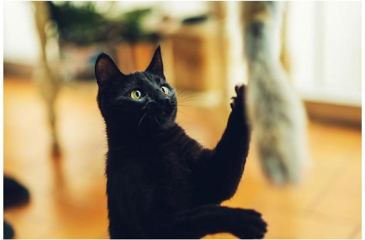 Actual product image Gloria Cat stick Niemeyeer wooden plush toy worm (Plush toy cat)