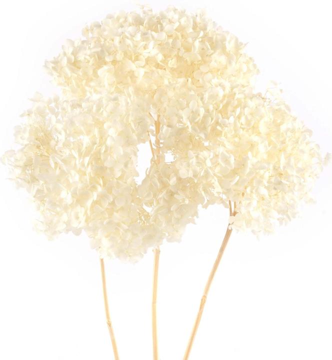 Geschenkkörbe CH Fiori secchi di ortensia bianchi, 3 pezzi. (Fiori secchi)
