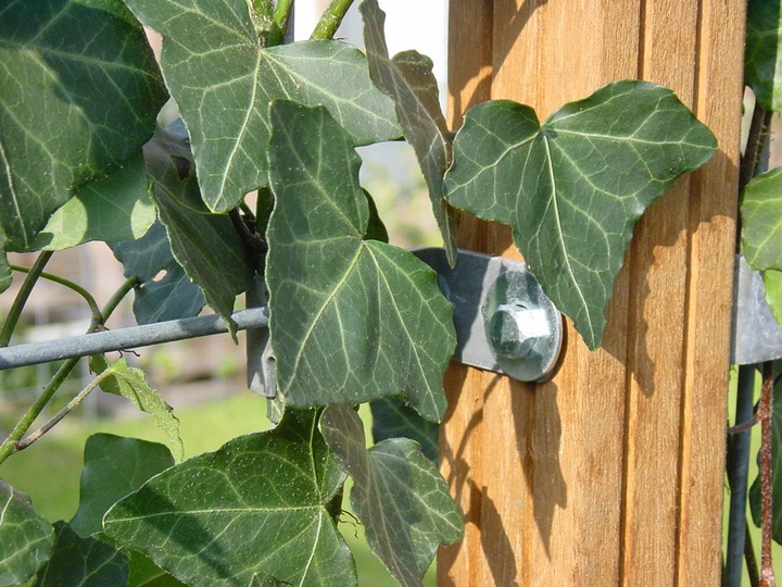Actual product image Mobilane Hedge (100 cm)
