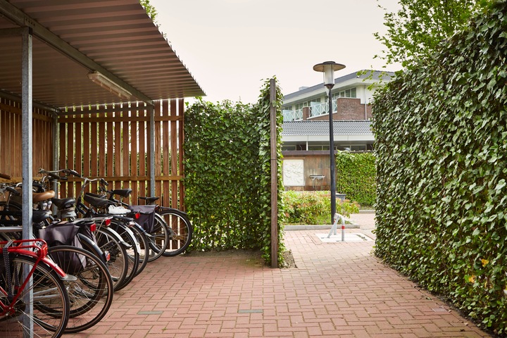 Actual product image Mobilane Hedge (100 cm)