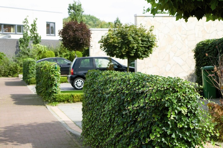 Actual product image Mobilane Hedge (100 cm)