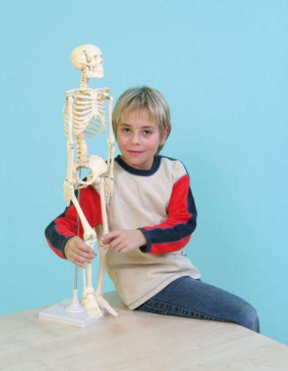 Immagine prodotto Betzold Scheletro