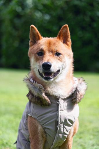 Actual product image Designed by Lotte Dog coat Philos (XXXL, Dog coat)