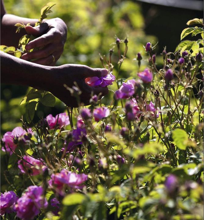 Actual product image Dior Miss Blooming Bouquet (Eau de toilette, 100 ml)