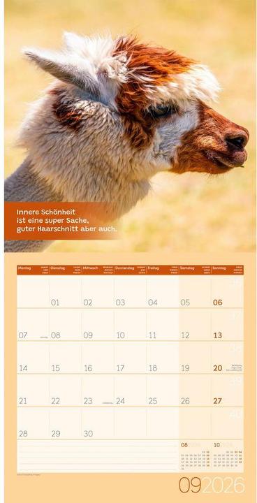 Image du produit No Drama, Lama! Kalender 2026 - 30x30 (30 x 30 cm, Couverture rigide, Allemand)