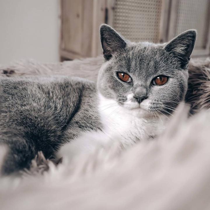 Immagine prodotto District 70 Fuzz (Cane)