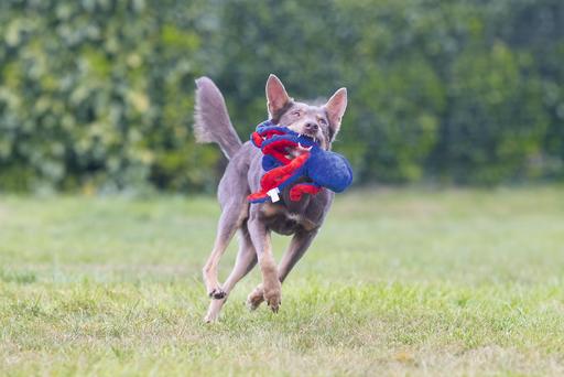 Immagine prodotto Beeztees Polpo Amy (Cane di peluche)