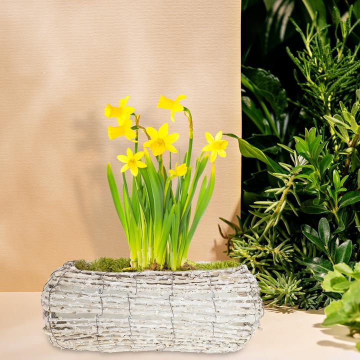 Image du produit Relaxdays 2x pot de fleurs (25 cm)