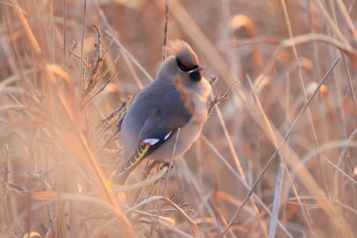 Immagine prodotto Canon RF 800mm f/11 IS STM (Canon RF, Full frame)