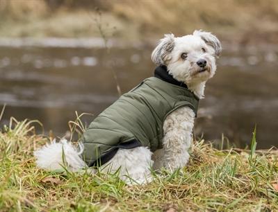 Immagine prodotto Trixie Arlay frakke, XXS: 18 cm, mørkegrøn (XXS, Cappotto per cani)
