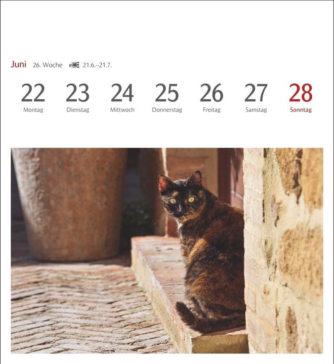 Actual product image Harenberg Katzen Postkartenkalender 2026 - Wochenkalender mit 53 Postkarten (Hardcover, German)