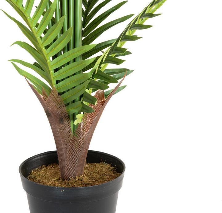 Immagine prodotto Europalms Palma Areca (180 cm)