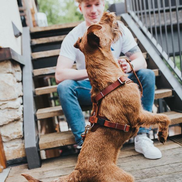 Thumbnail - Hunter Geschirr Aalborg (XS, Hund, Allgemein), Halsband + Leine