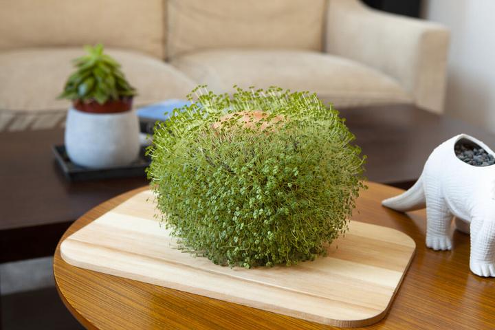 Produktbild Kikkerland Green Orb (15.50 x 15 x 15.50 cm)