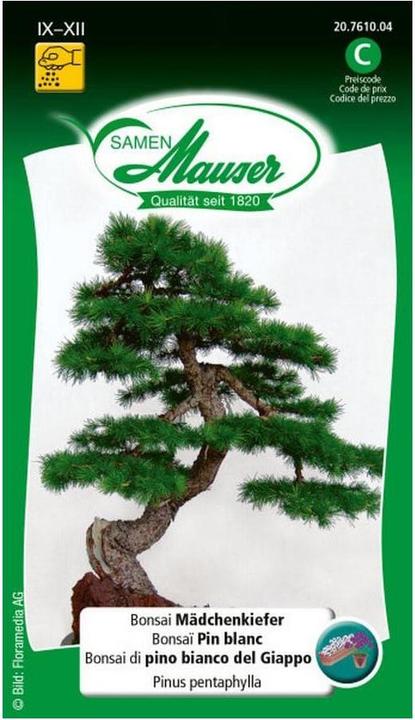 Samen Mauser Bonsai Mädchenkiefer (Pflanzensamen)