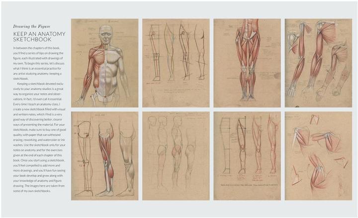 Produktbild Basic Human Anatomy (Englisch, Roberto Osti, 2022)