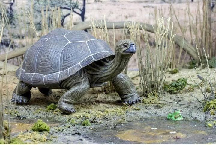 Produktbild Safari Ic Schildkröte