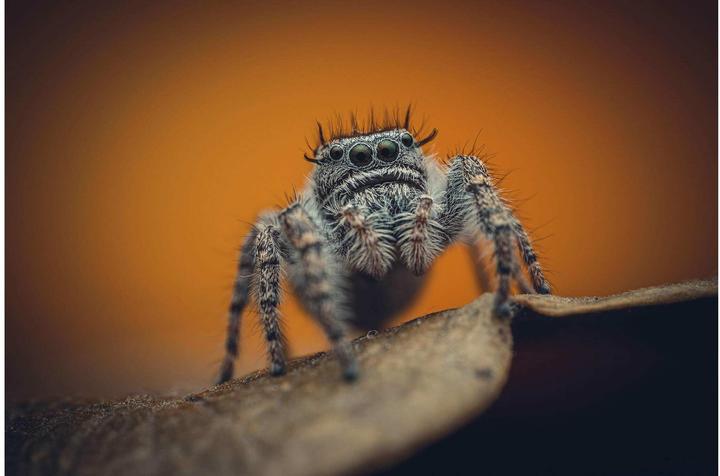 Image du produit Venus Optic Focale fixe Laowa 85 mm f/5.6 2X APO - Canon RF (Canon RF, Plein format)