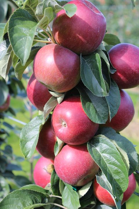 Produktbild Lubera Redini Cuckoo Säulenapfel