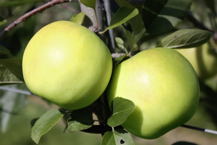Immagine prodotto Lubera Mela Bionda Bella